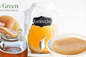 Công dụng của trà Kombucha nhiều người chưa biết