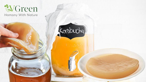Công dụng của trà Kombucha