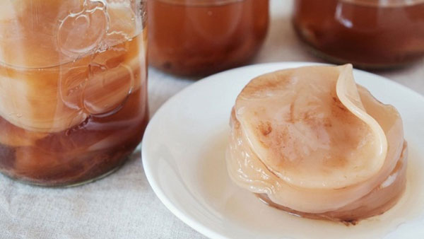 kombucha là con gì