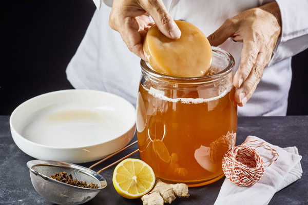 kombucha là con gì